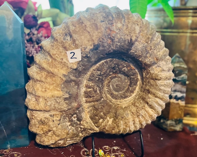 Large Ammonite Fossil Specimen