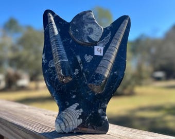 Ammonite and Orthoceras Cephalopod Fossil Specimen ~ Choose Yours ~ Large Ammonite Conch Fossil ~ Geology ~ Dinosaur Era ~ Fossil