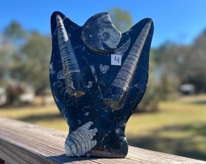 Ammonite and Orthoceras Cephalopod Fossil Specimen ~ Choose Yours ~ Large Ammonite Conch Fossil ~ Geology ~ Dinosaur Era ~ Fossil