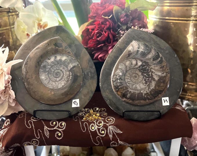 Ammonite and Orthoceras Cephalopod Fossil Specimen
