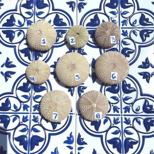 Puede incluir: Ocho conchas de erizo de mar de varios tamaños y colores, numeradas del 1 al 8, están dispuestas sobre una superficie de baldosas con diseños azules y blancos. Las conchas varían en color, desde beige claro hasta un marrón más oscuro. El fondo presenta un diseño floral repetitivo.