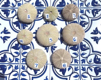Sea Urchins