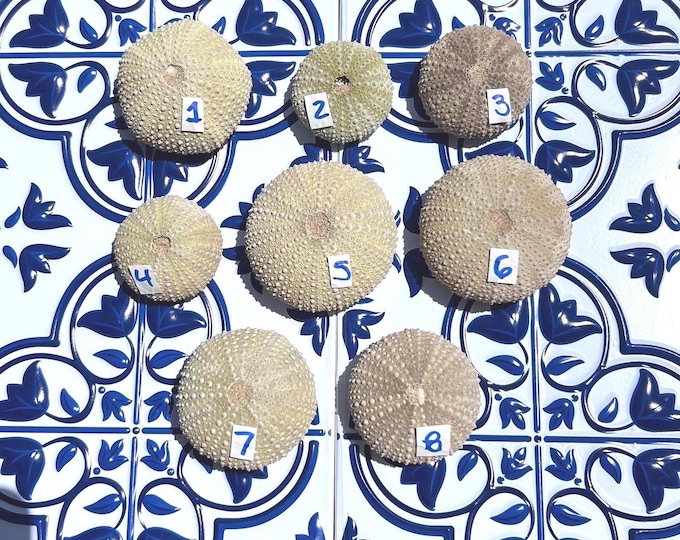 Sea Urchins