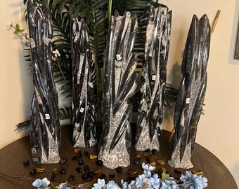 Black Orthoceras Cephalopod Fossil Tower 21 to 22" Tall