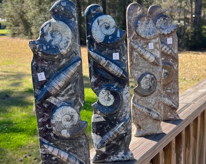 Large Ammonite and Orthoceras Cephalopod Fossil Specimen