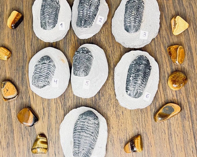 Rare Trilobite Fossil