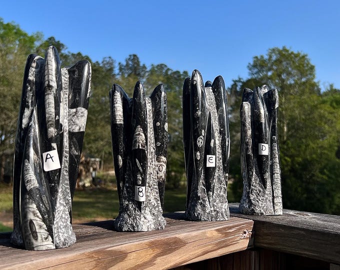 Orthoceras Cephalopod Fossil Specimen ~ Choose Yours