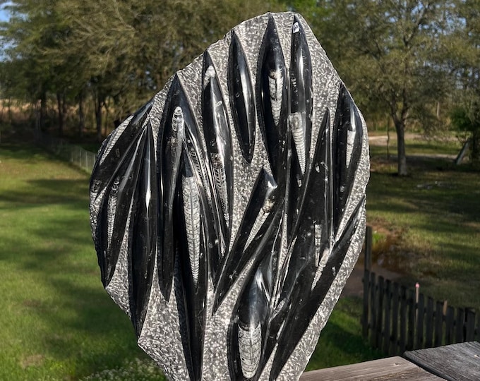 Statement Large Black Orthoceras Cephalopod Fossil Tower 19" Tall  ~ 350 Million Years Old