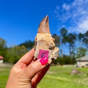 Six Huge Dinosaur Tooth ~ Pick Yours ~  Mosasaur Tooth with Root 100% Genuine Specimen - Morocco Cretaceous ~ Collector Fossil ~ Dinosaur