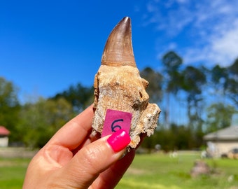 Six Huge Dinosaur Tooth ~ Pick Yours