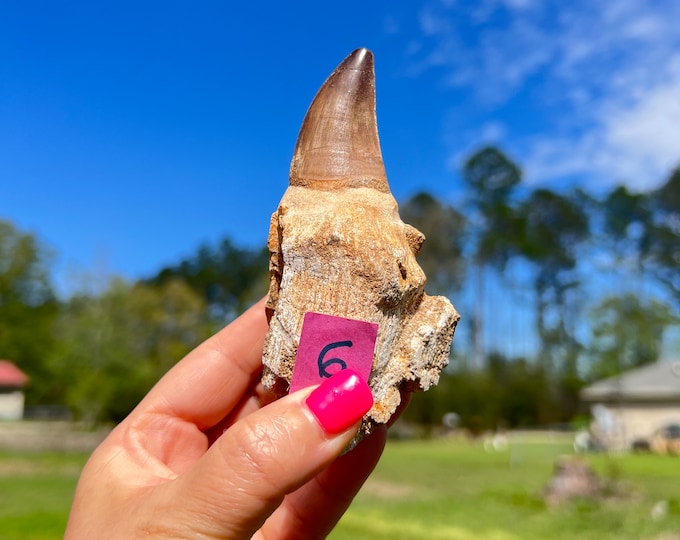 Six Huge Dinosaur Tooth ~ Pick Yours