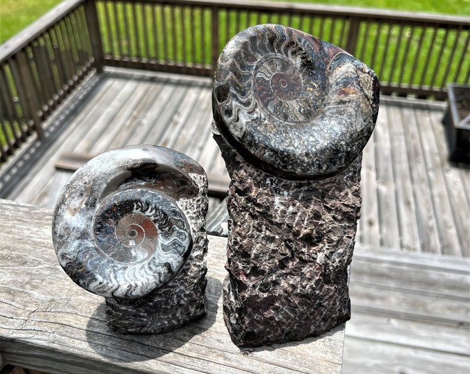 Large Ammonite Fossil Specimen