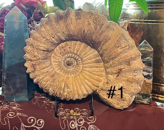 Large Ammonite Fossil Specimen