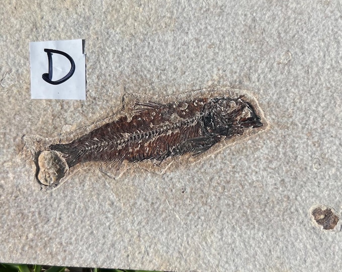 Rare Piece ~ Fossil Fish From Wyoming, USA
