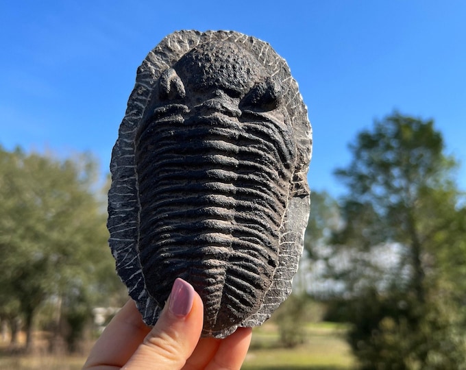 Huge Rare Trilobite Fossil