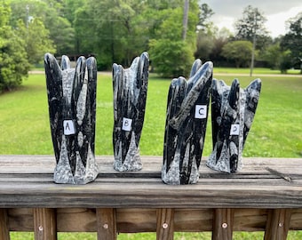 Orthoceras Cephalopod Fossil Specimen ~ Choose Yours