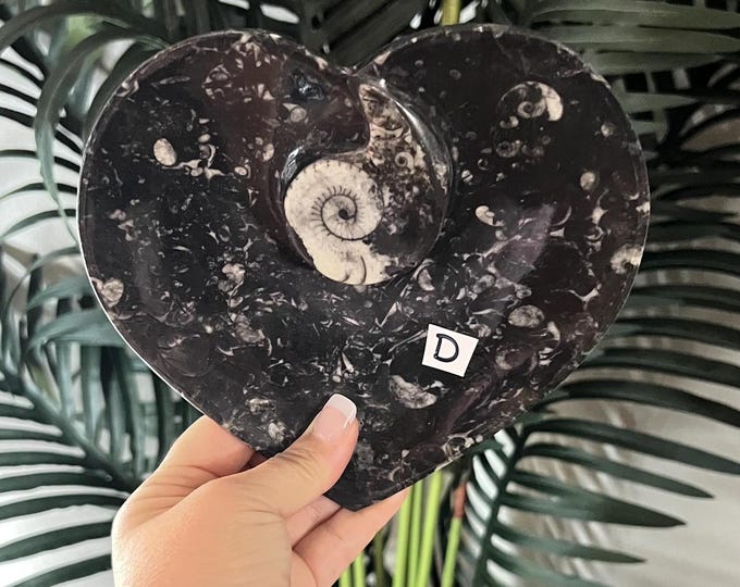 Ammonite Fossil Heart Plate ~ Choose yours