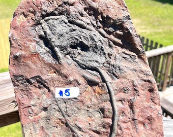 Crinoid Scyphocrinites Flower Fossil