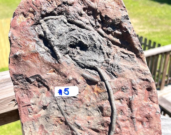 Crinoid Scyphocrinites Flower Fossil