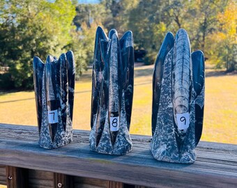 Black Orthoceras Cephalopod Fossil Tower 8" to 9" Tall
