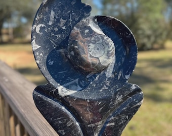 Large Ammonite and Orthoceras Cephalopod Fossil Specimen