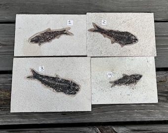 Fossil Fish From Wyoming, USA ~ Choose yours