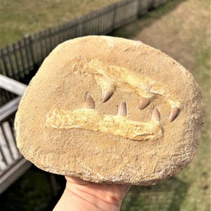 Dinosaur Tooth ~ Mosasaur Tooth with Root 100% Genuine Specimen - Morocco Cretaceous ~ Collector Fossil ~ Dinosaur ~ Kid&#39;s Gift