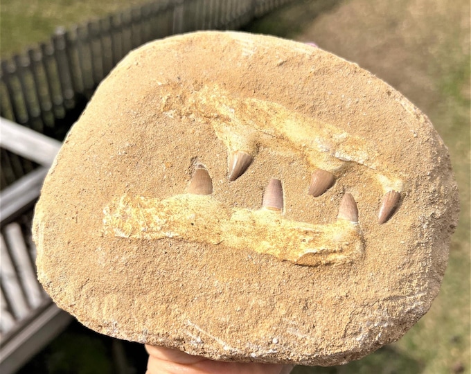 Dinosaur Tooth