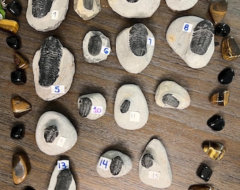 Rare Trilobite Fossil