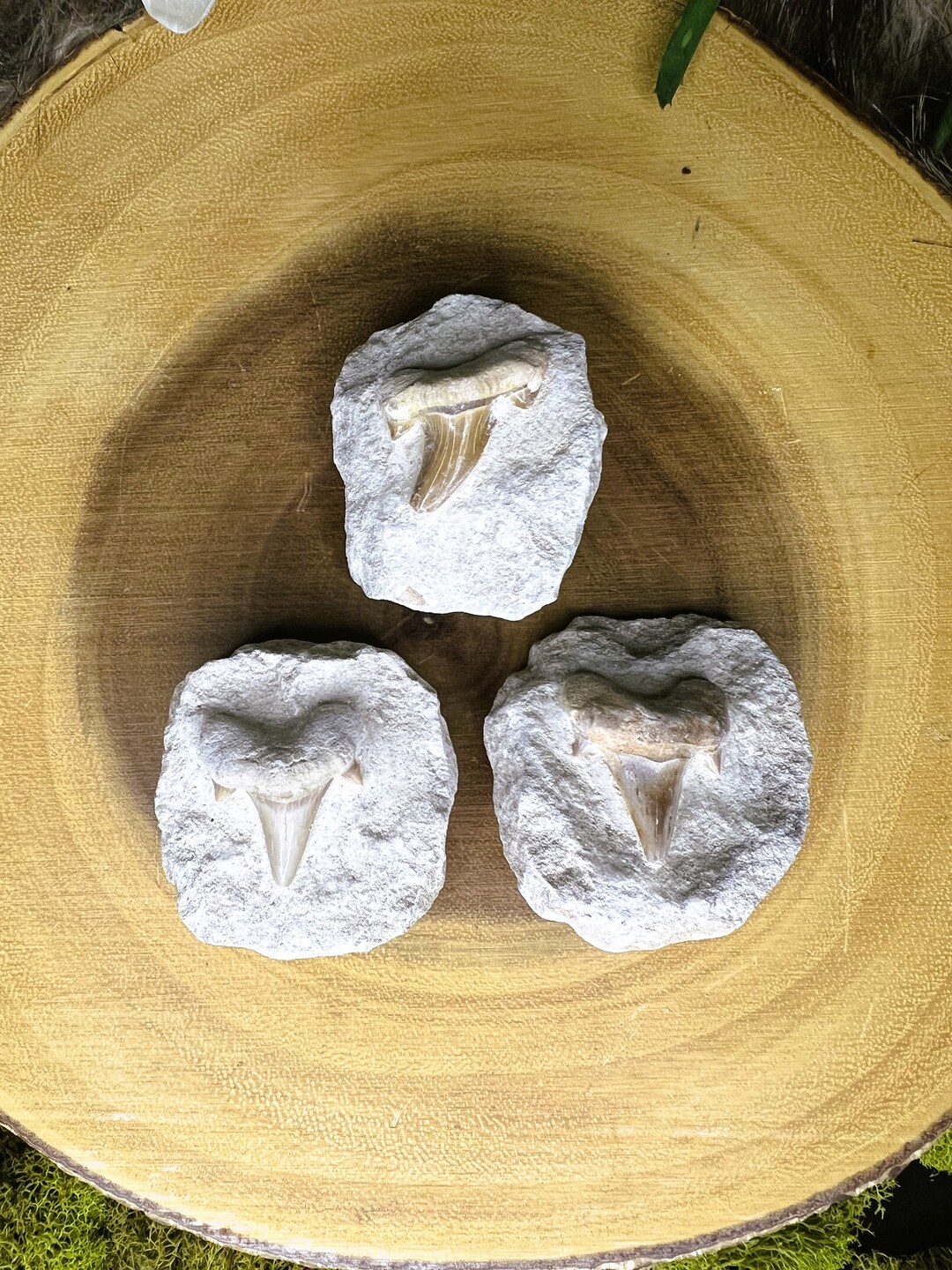 Shark Tooth ~ Symbol of Protection and Strength ~ Shark Tooth Fossil in