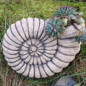 Könnte beinhalten: Eine weiße Betonskulptur einer Nautilus-Schale mit einem detaillierten Spiralmuster. Die Schale ist mit grünen Sukkulenten verziert.