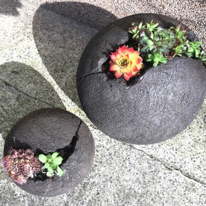 Può includere: Due fioriere sferiche grigio scuro con superfici strutturate. Ogni fioriera ha una grande apertura riempita di succulente colorate. Le succulente includono tonalità verdi, rosse e gialle, creando un contrasto sorprendente.