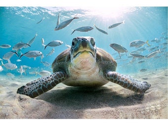 Turtle Panel - White/Navy main image 1