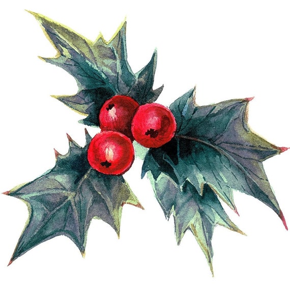 Holly berry bush deals