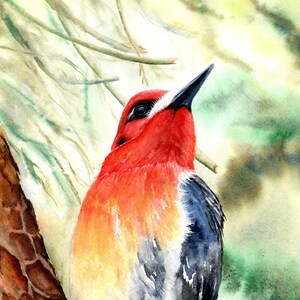 YELLOW BELLIED SAPSUCKER - Woodpecker Watercolor Print of Original Painting. Wildlife wall art. North American Bird Fine Art.