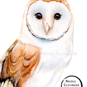 Barn Owl Watercolor Art Print: Wildlife Illustration