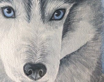 May include: Close-up of a wolf's face with blue eyes and a black nose. The wolf's fur is gray and white.