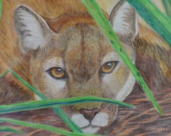 PANTHER ART PRINT, Giclée Art Print, Colored Pencil Panther portrait, Florida Panther Art, Gift for Panther Lover