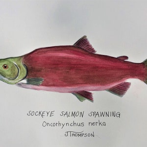 SOCKENAUGE LACHS Laichen ORIGINAL Aquarell -Or- Giclee Print, Geschenk für Fischer, Geschenk für Papa, Erinnerung an großen Fang