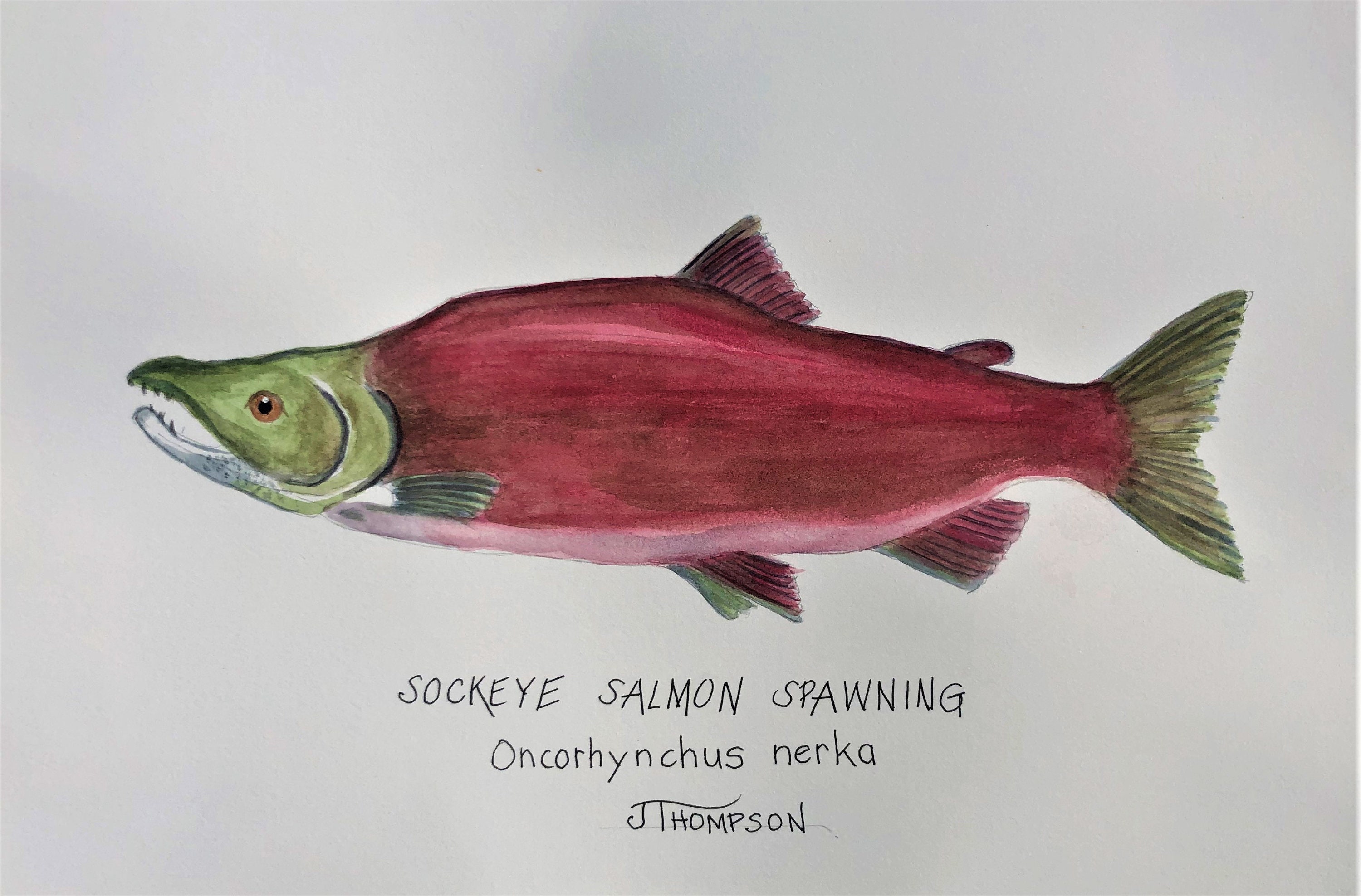 Sockeye Salmon Drawing
