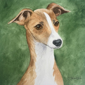 ITALIAN GREYHOUND ART, Original Watercolor Art -or- Giclee Art Print, Gift for Italian Greyhound Lover