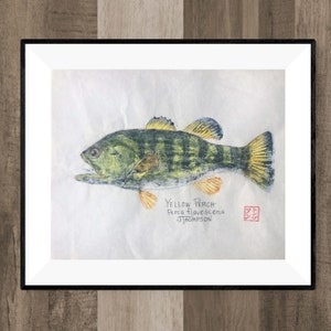 GYOTAKU YELLOW PERCH. Original -or- Giclée Print, fish rubbing enhanced with color.  Gift for Dad, Fishermen.