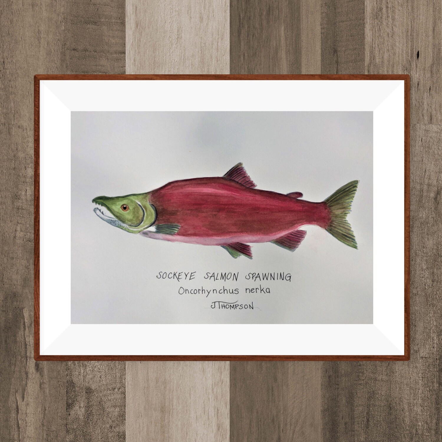 SOCKEYE SALMON Spawning ORIGINAL Watercolor Painting or Giclee Print, Gift  for Fisherman, Gift for Dad, Remembrance of Great Catch 