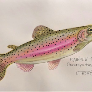 RAINBOW TROUT Original Art -OR- Giclee Print, Gift for Fisherman, Gift for Dad, Remembrance of Great Catch