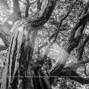 Sunbeams through a Tree - Photographic Wall Art