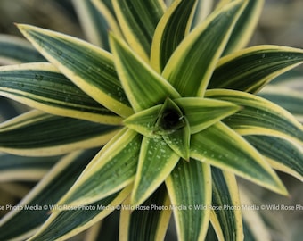 Tropical Plant - Photographic Wall Art