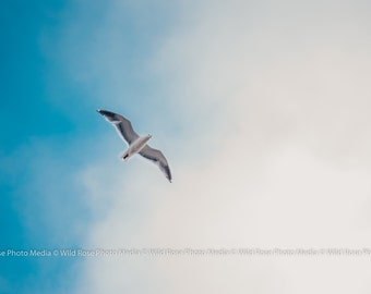 Lone Seagull Soaring - Photographic Wall Art