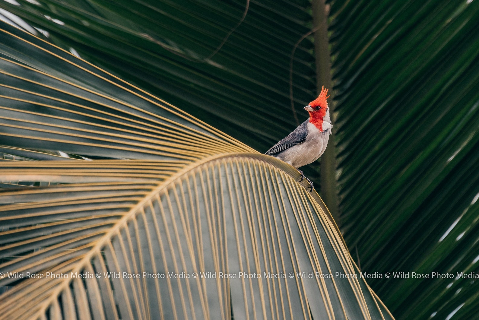 Red-crested Cardinal on a Palm Tree - Photographic Wall Art - Etsy