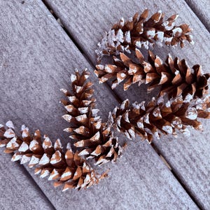 May include: A collection of four brown pine cones arranged in a cluster. Each pine cone features distinct woody scales with white-tipped edges, creating a frosted appearance across the textured surfaces of the natural botanical objects.