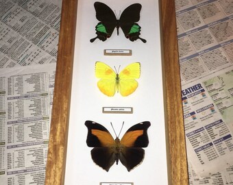 Gerahmtes 3er Set Schmetterlinge